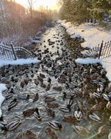 🦆🦆🦆🦆🦆🦆🦆🦆🦆🦆🦆🦆🦆🦆🦆🦆🦆🦆🦆🦆🦆🦆🦆🦆