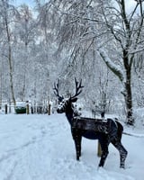 🦌